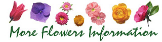 Helpful Flowers Information